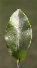  Leaf (Adaxial view)